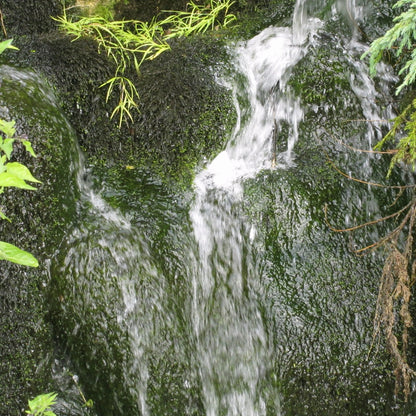 Willow Moss-(Fontinalis antipyretica)