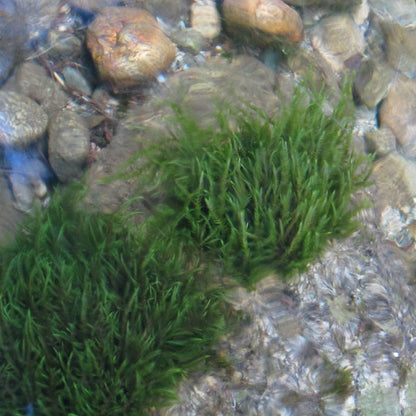 Willow Moss-(Fontinalis antipyretica)