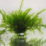 Willow Moss | Fontinalis antipyretica