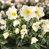 Helleborus HGC® Winter Ballet® Collection