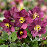 Helleborus HGC® Winter Ballet® Collection