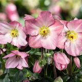 Helleborus HGC® Winter Ballet® Collection
