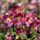 Helleborus HGC® Winter Ballet® Collection