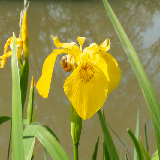 Yellow flag-(Iris pseudacorus)