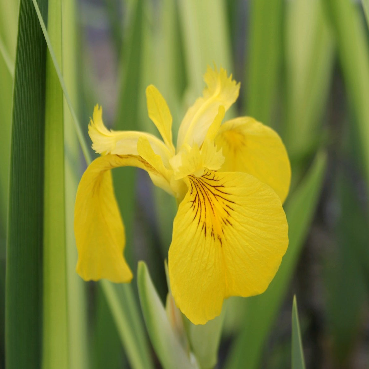 Yellow flag | Iris pseudacorus