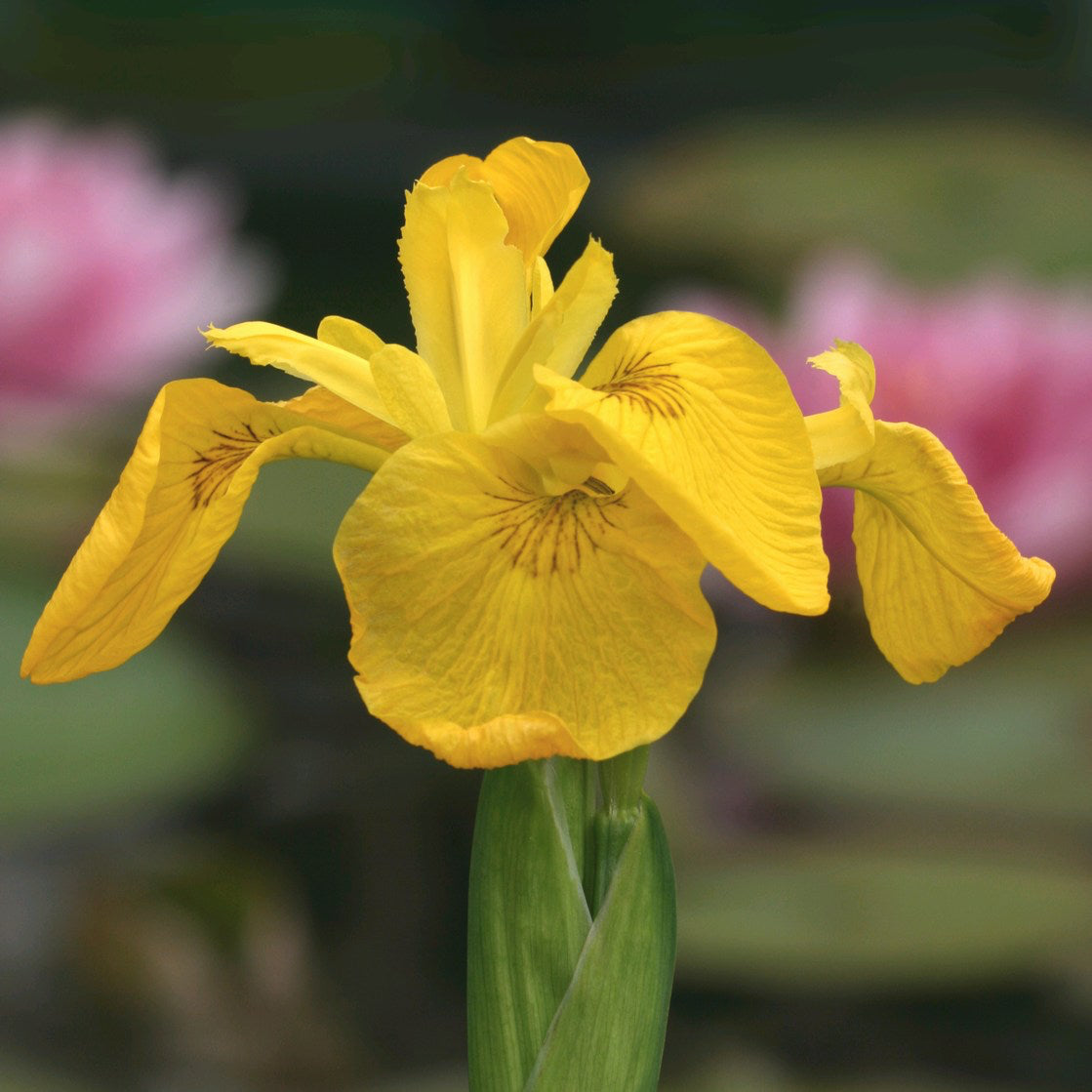 Yellow flag | Iris pseudacorus