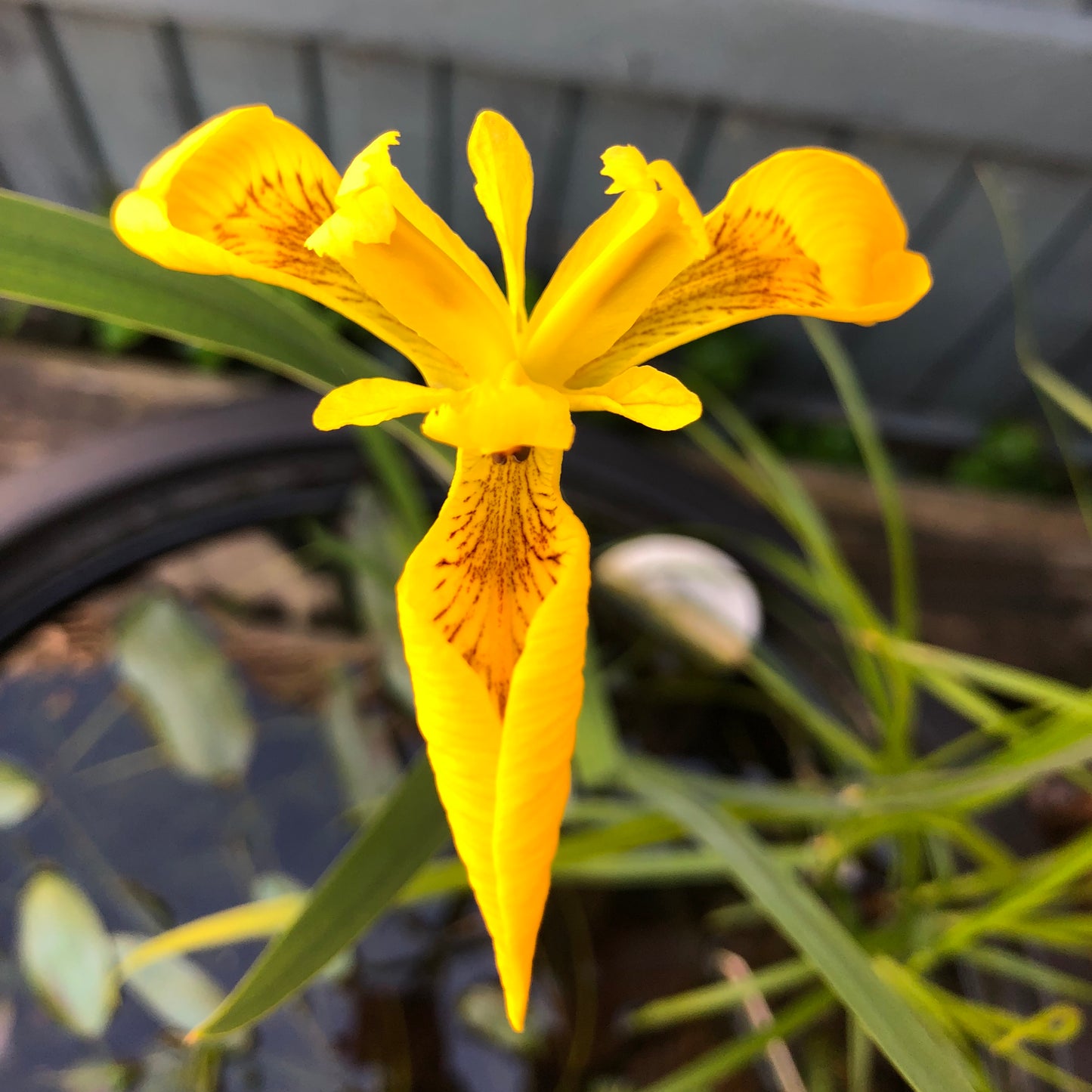 Yellow flag | Iris pseudacorus