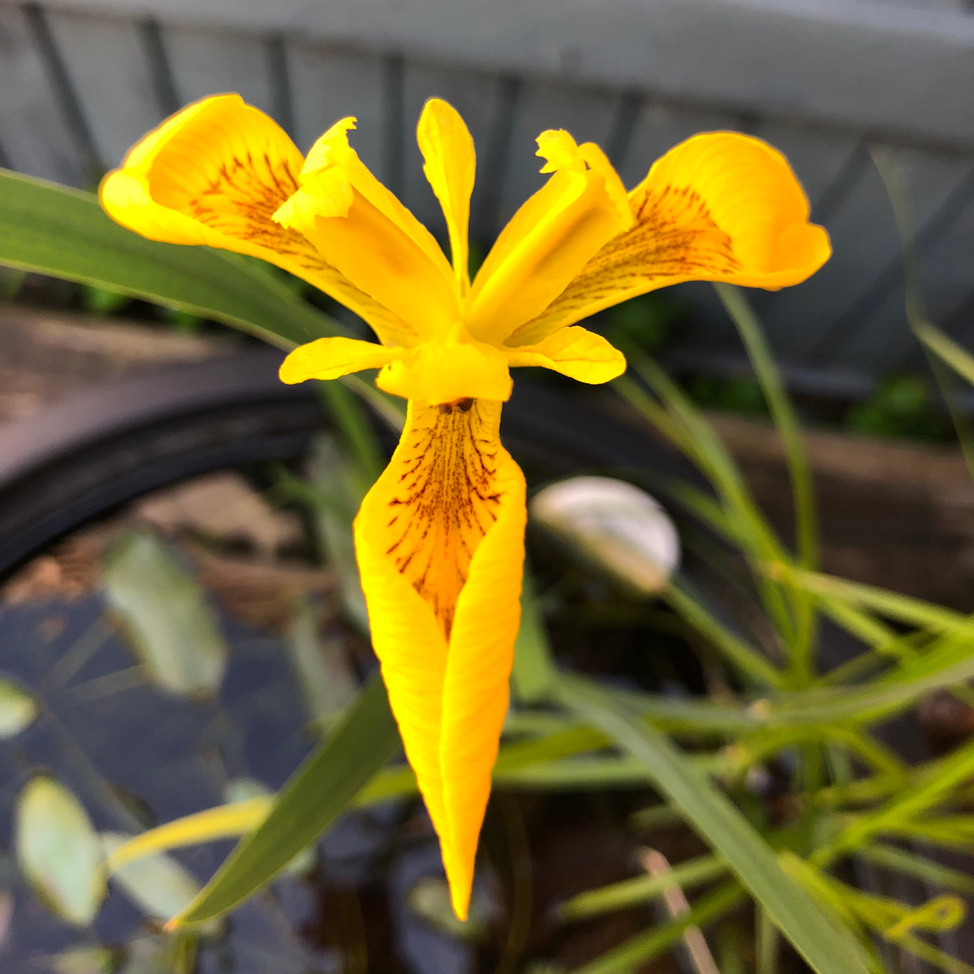 Yellow flag-(Iris pseudacorus)