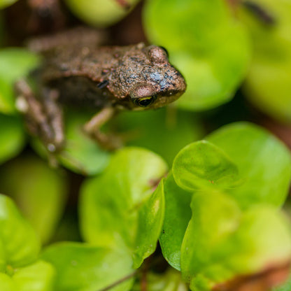 Creeping Jenny | Lysimachia nummularia