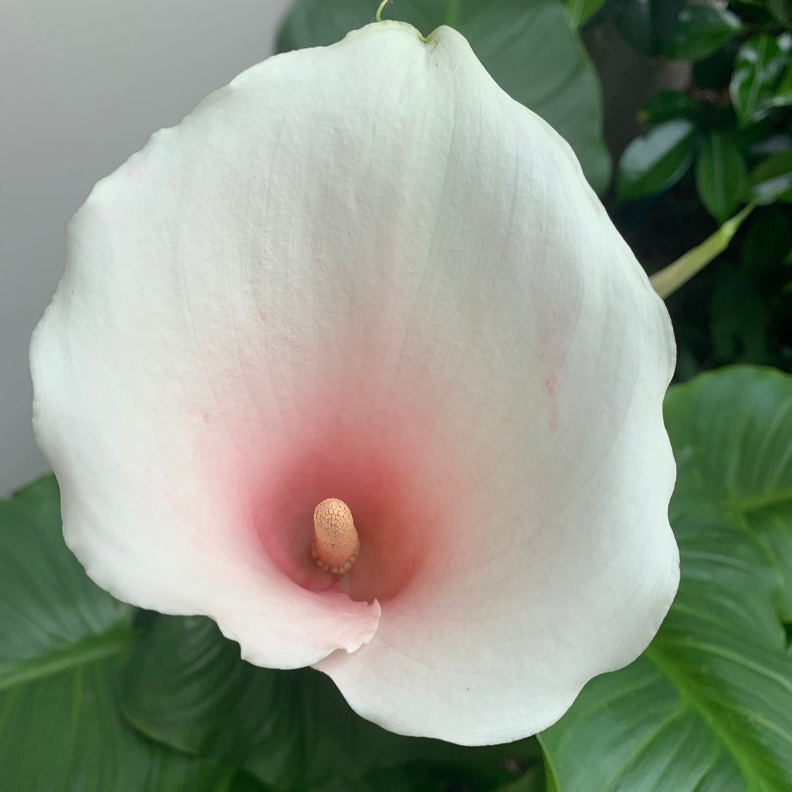 Pink Arum Lily-(Zantedeschia aethiopica 'Marshmallow')