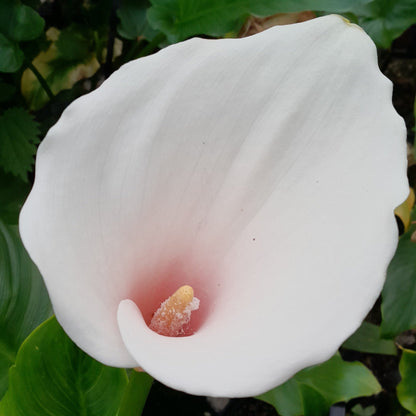 Pink Arum Lily-(Zantedeschia aethiopica 'Marshmallow')