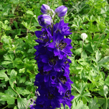 Delphinium Collection