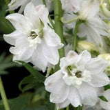 Delphinium Collection