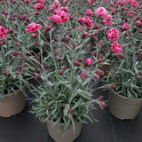 Dianthus Scent Collection