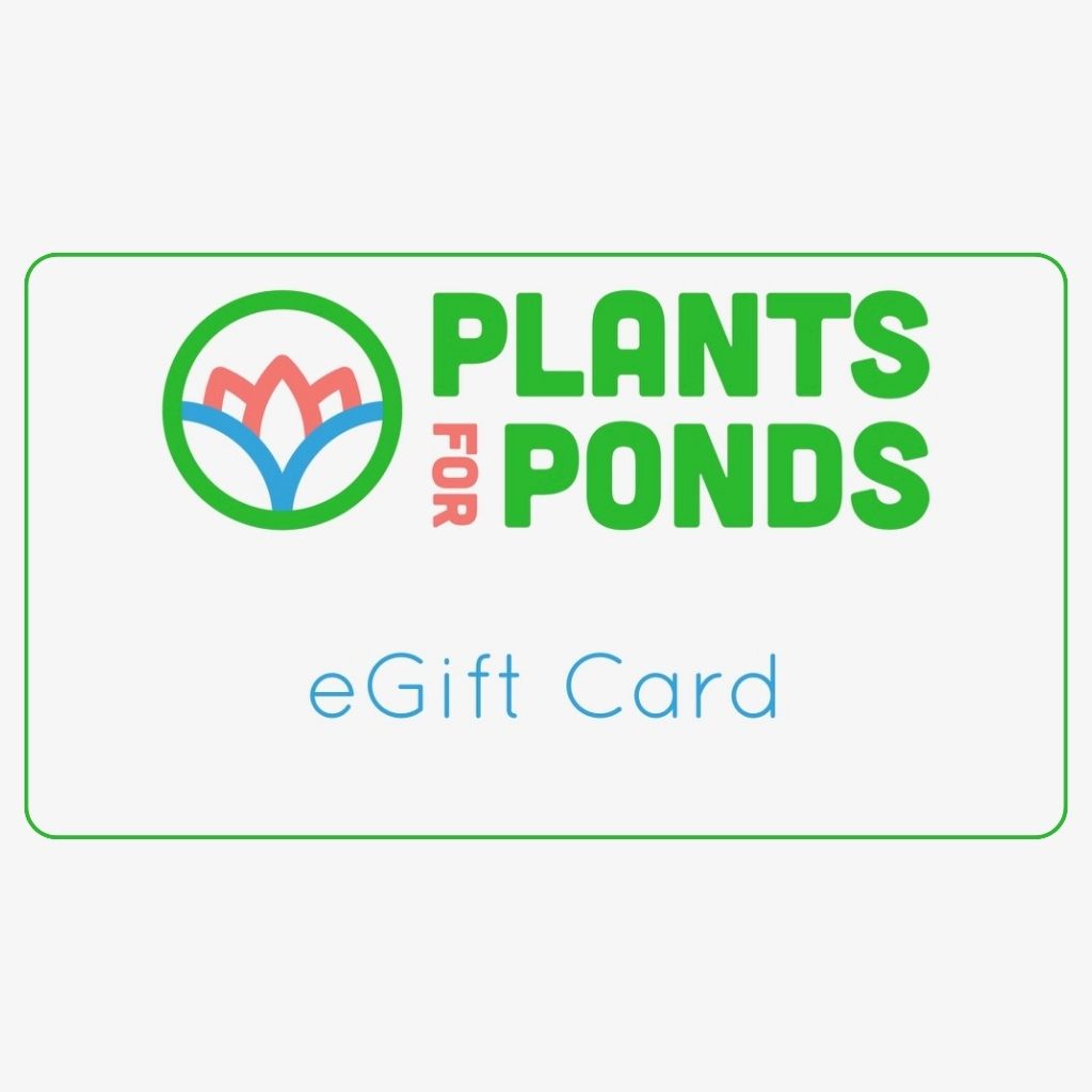 eGift Card