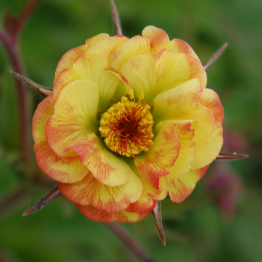 geum tequila sunrise - Yellow and Red Flower - Plants for Ponds