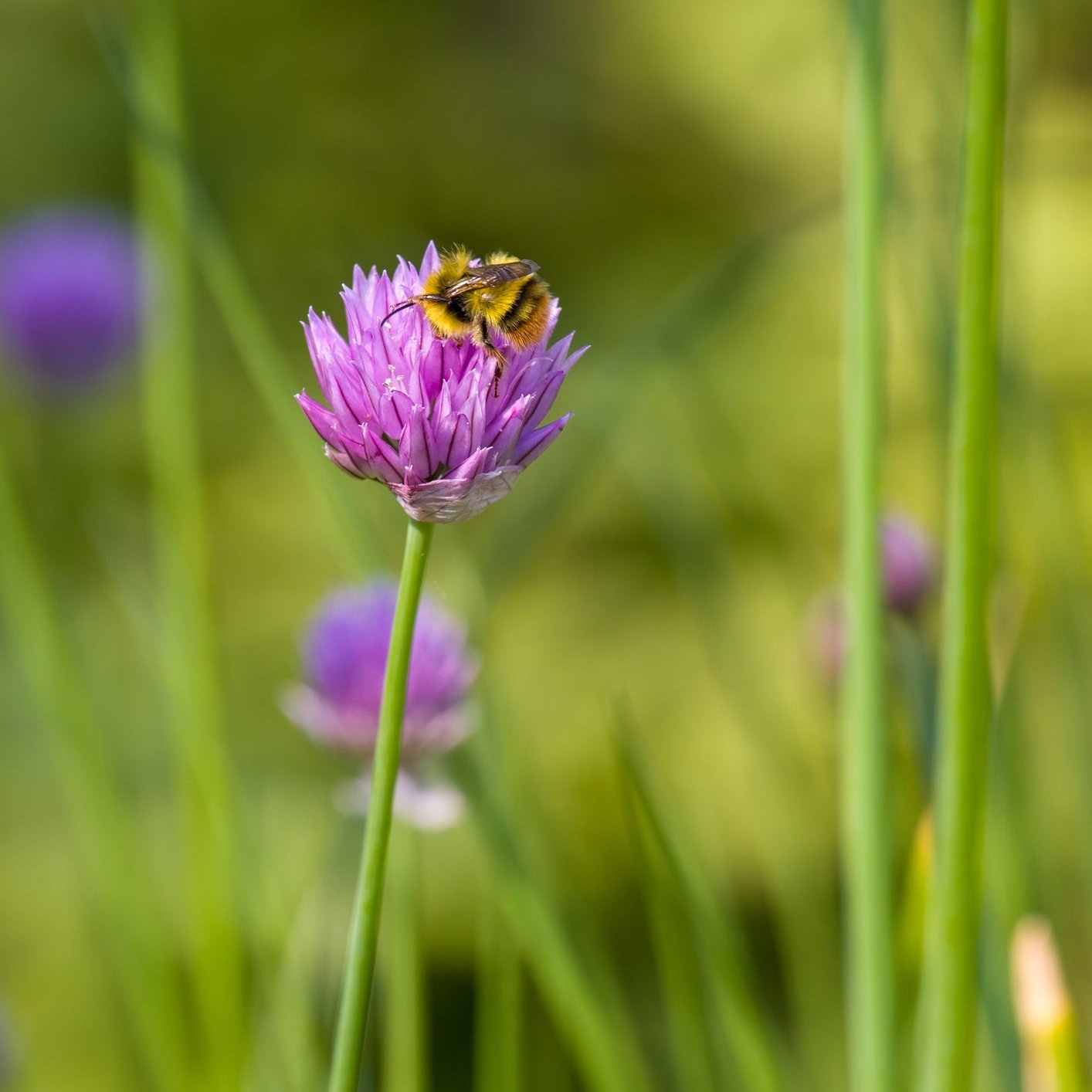 Chives, pink/purple flowers that bees love!