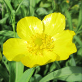Greater Spearwort | Ranunculus lingua Grandiflorus