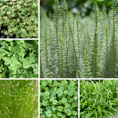 Collage of various green plants and foliage