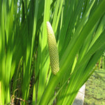 Sweet Flag (Acorus calamus)