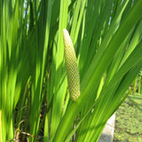 Sweet Flag (Acorus calamus)