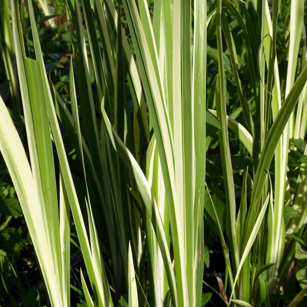 Variegated sweet flag (Acorus calamus variegatus)