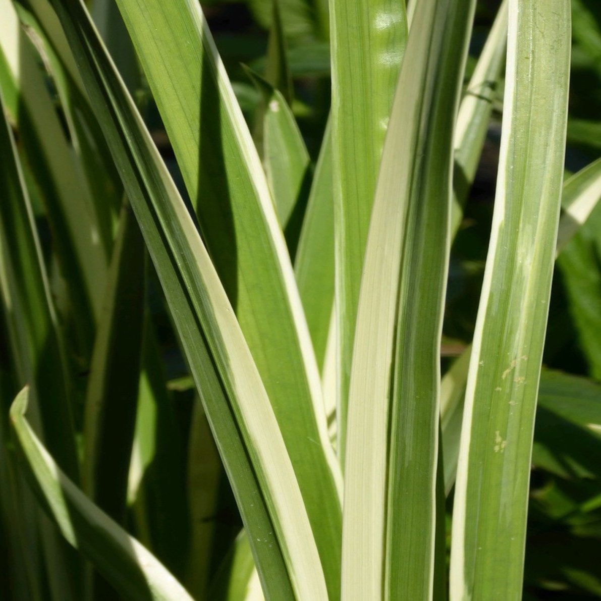 Variegated sweet flag (Acorus calamus variegatus)