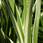Variegated sweet flag (Acorus calamus variegatus)