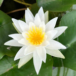 Alba White Waterlily - Plants for Ponds (top)
