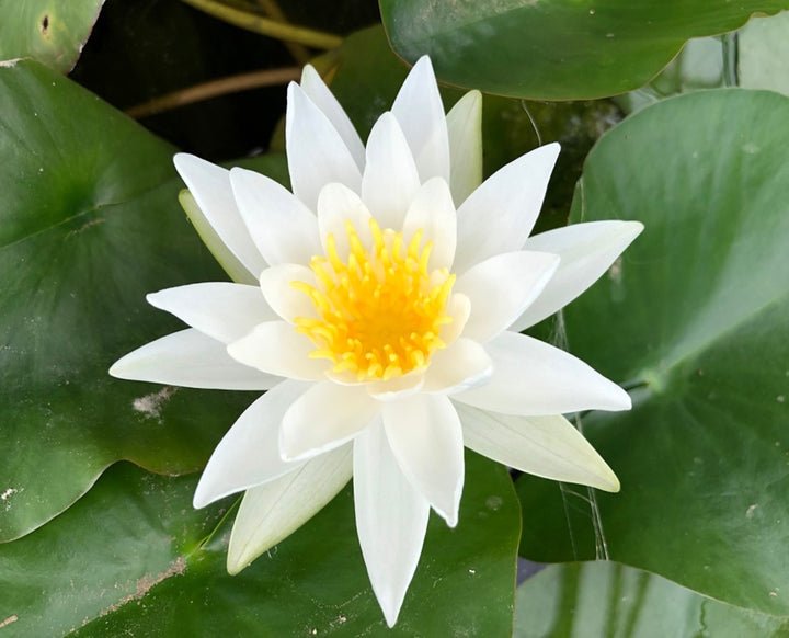 Alba White Waterlily - Plants for Ponds (top)