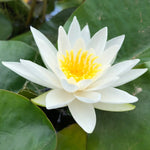 Alba White Waterlily - Plants for Ponds (side)