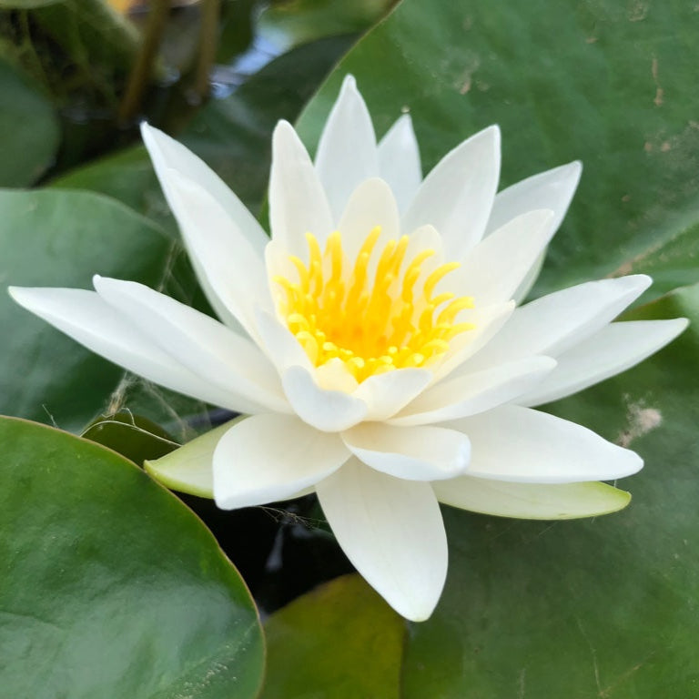 Alba White Waterlily - Plants for Ponds (side)