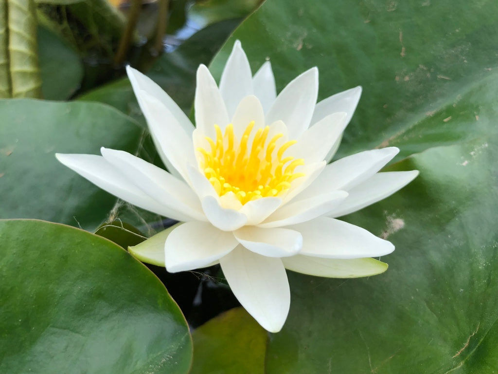 Alba White Waterlily - Plants for Ponds (side)