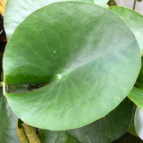 Alba White Waterlily Leaf/Pad- Plants for Ponds (leaf)