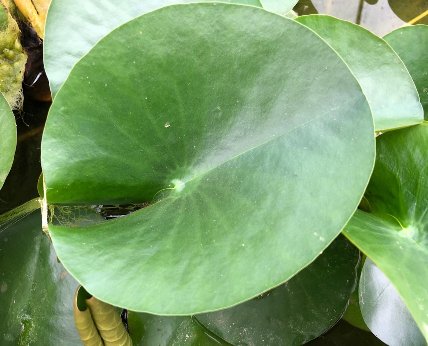 Alba White Waterlily Leaf/Pad- Plants for Ponds (leaf)