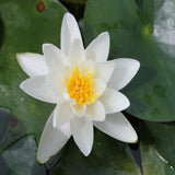 Albatross - Water Lily (Nymphaea Albratross) 