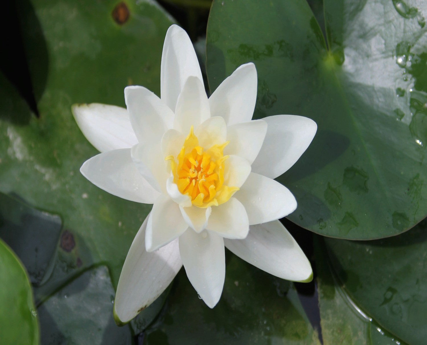 Albatross - Water Lily (Nymphaea Albratross) 