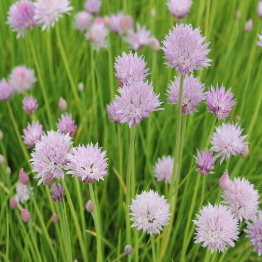 Chives (Allium schoenoprasum)