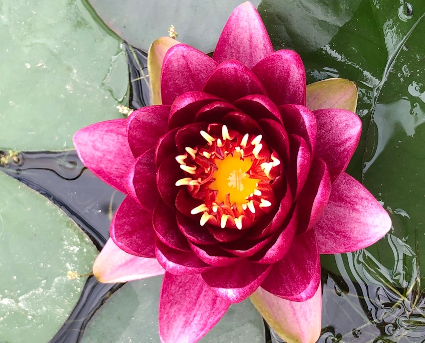 Almost Black Red Waterlily - Plants for Ponds (top)