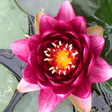 Almost Black Red Waterlily - Plants for Ponds (top)