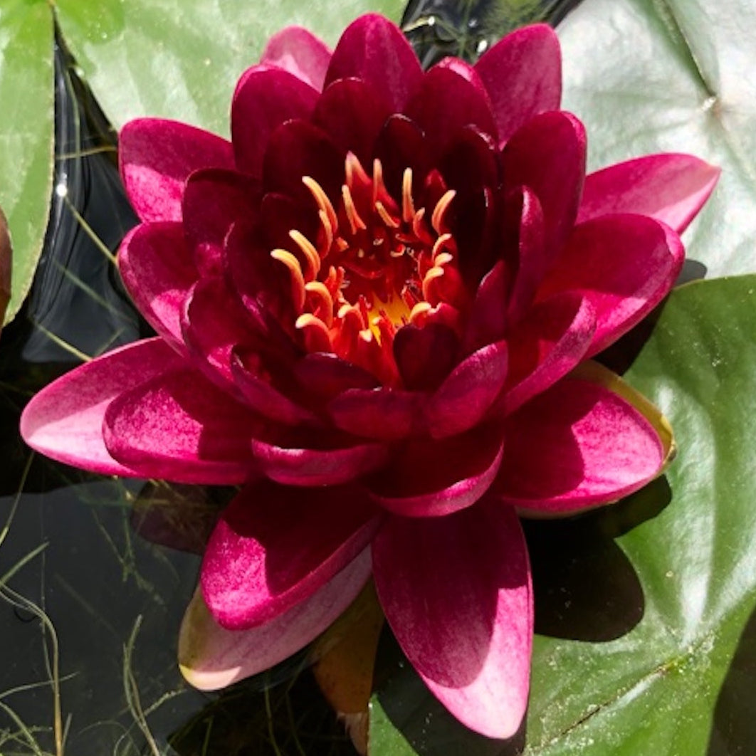 Almost Black Red Waterlily - Plants for Ponds (top)