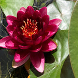 Almost Black Red Waterlily - Plants for Ponds (top)