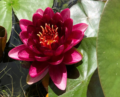 Almost Black Red Waterlily - Plants for Ponds (top)