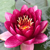 Almost Black Red Waterlily - Plants for Ponds (top)