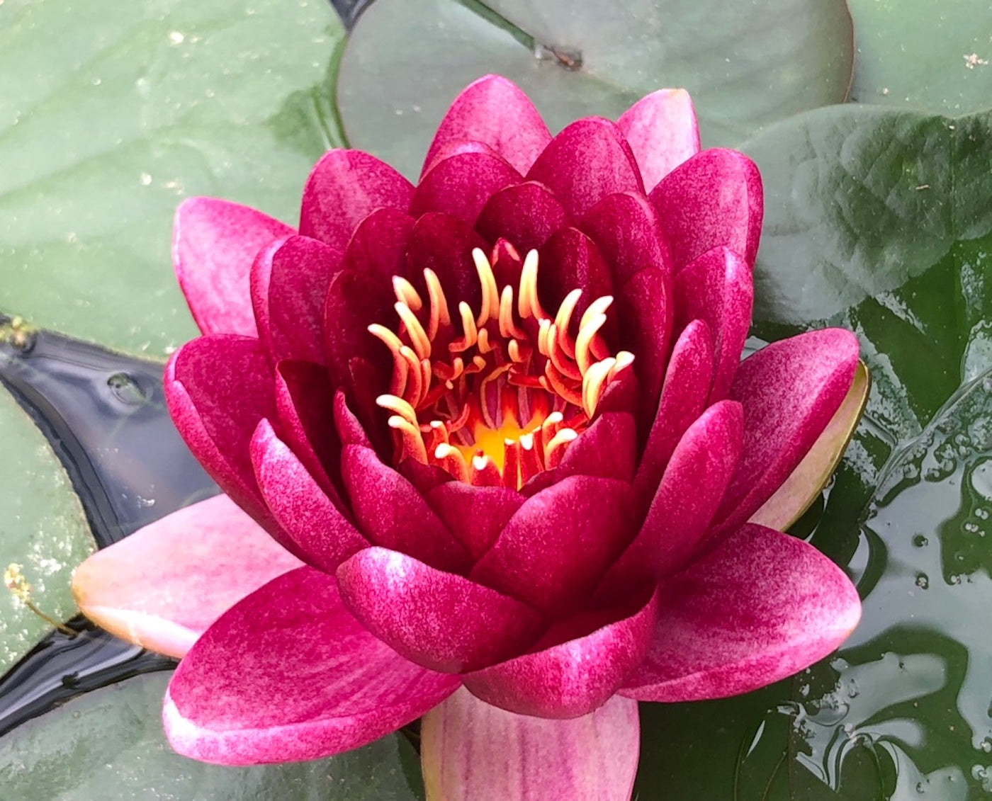 Almost Black Red Waterlily - Plants for Ponds (top)