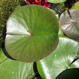 Almost Black Red Waterlily Leaf/Pad - Plants for Ponds (top)
