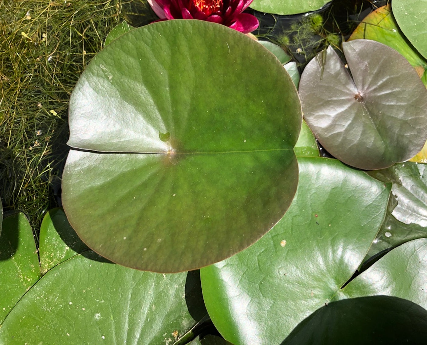 Almost Black Red Waterlily Leaf/Pad - Plants for Ponds (top)
