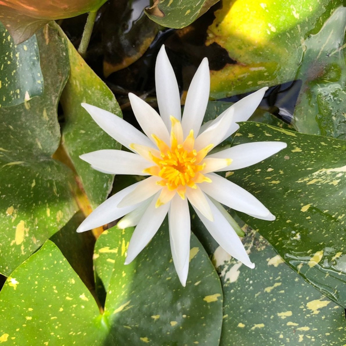 Arc-En-Ciel White Waterlily - Plants for Ponds (top)