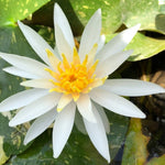 Arc-En-Ciel White Waterlily - Plants for Ponds (top)