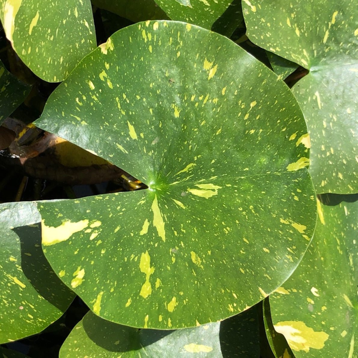 Arc-En-Ciel White Waterlily Leaf/Pad - Plants for Ponds (top)